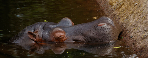 hippopotamus in water