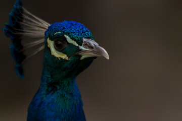 peacock with feathers