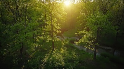 Obraz premium Sunlit forest with lush greenery and gentle stream at dawn