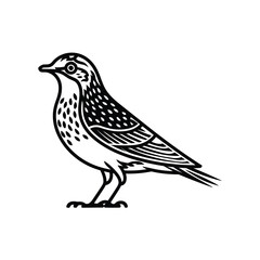 vector illustration of a bird