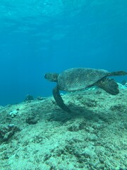green sea turtle swimming