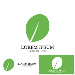 moringa leaves icon vector illustration template design