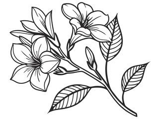 Elegant Gardenia Flower Vector Art for Floral Designs