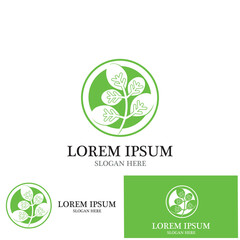 moringa leaves icon vector illustration template design