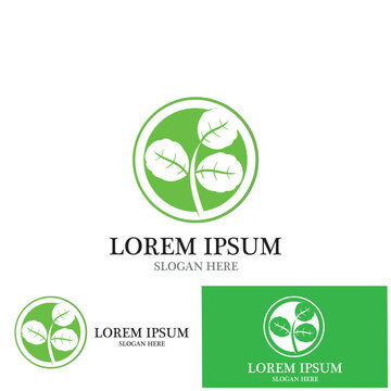 moringa leaves icon vector illustration template design