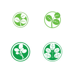 moringa leaves icon vector illustration template design