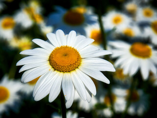 Obraz premium A beautiful white daisy has grown in a meadow, there are many more daisies around, a whole chamomile field, but only one, the most beautiful daisy, is in focus