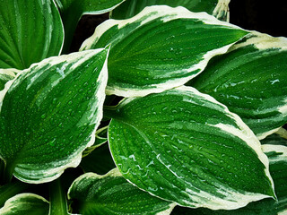 Large and beautiful hosta leaves, the edges of the leaves are framed in white, water droplets...