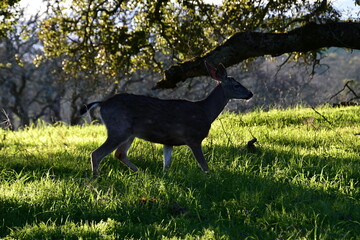 deer grazing in the tall green spring grass on a mountain top meadow
