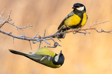great tit parus major on a frosty branch 