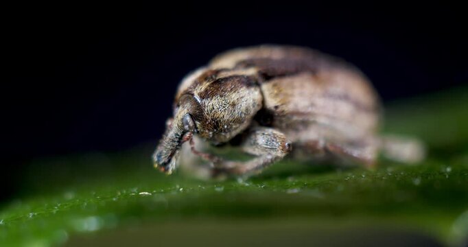 Curculionidae or Snout beetles or True Weevils Sit on a Green Leaf, Macro Shot