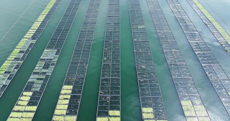Aerial view of seaweed farm on water surface