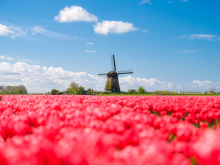 Windmill and flowers in the Netherlands. Field with tulips during blooming time. Historical buildings in the Netherlands. Image for postcards, background, design.