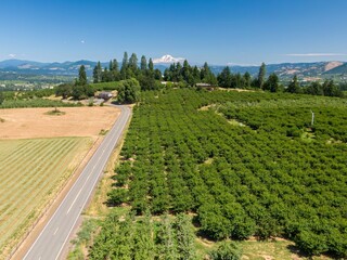 Aerial view of a hazelnut orchard, showcasing rows of lush green trees. A road winds through the farm, with a home nestled amongst the trees. Beautiful landscape. , Odell, Oregon, United States