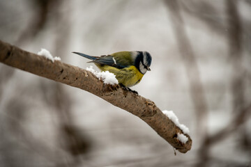 Parus major . Kohlmeise  im Winter .  Great Titmouse  