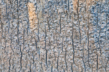 old tree bark texture background close up horizontal