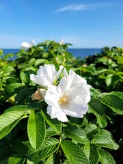 flowers on the beach
