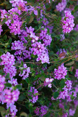 vertical pink flowers on bush close up
