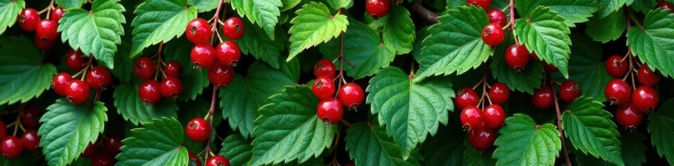 Red currant leaves and stems on a garden wall, foliage, greenery