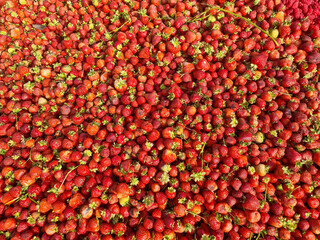Pile of Freshly Harvested Strawberries with Green Stems Attached