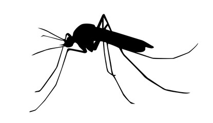Mosquito Silhouette
