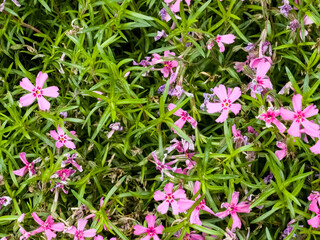 Pink creeping phlox Phlox subulata Scarlet Flame blooms in the garden.