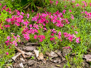 Creeping Phlox Atropurpurea. Latin name Phlox subulata Atropurpurea