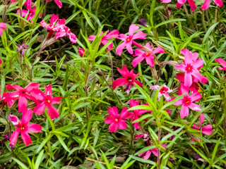 Fototapeta premium Close up of pink flowers, Phlox subulata