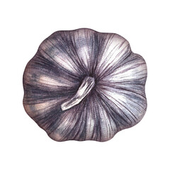 A head of garlic. The illustration is done in watercolor by hand. It shows a purple vegetable in its skin. He stands out in the background. Perfect for menus, recipe books, packages, labels, and more.