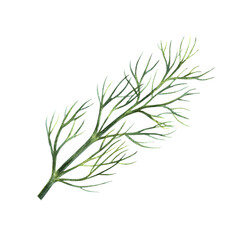 A sprig of spicy dill. Hand-drawn watercolor illustration. An image of spicy greens. Highlighted from the background. Perfect for menus, recipe books, packages, labels, and more.