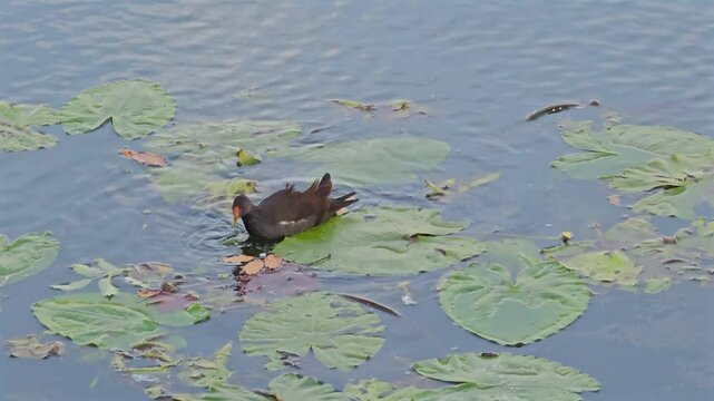 Common Moorhen Standing on Floating Lily Pads in a Tranquil Pond at  Canal de la De&ucirc;le in Lille, France 