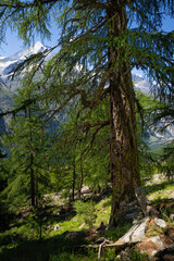 The very old European larch tree in Mattertal valley - Switzerlan.