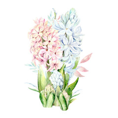 Obraz premium Bouquet of spring flowers. Hyacinths of different, blue, pink and lilac shades are hand-painted with watercolors on a blue background. The botanical illustration is suitable for postcards, packaging