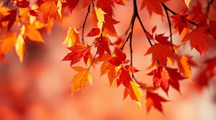 Autumn leaves display a warm color palette creating a beautiful fall season scene