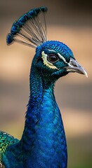 Peacock Profile Close-up Showing Feather Details and Vibrant Blue Plumage