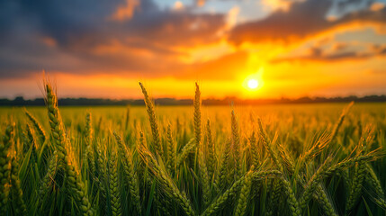 Fototapeta premium Summer sunset over wheat field. Golden wheat sways in the gentle breeze as the sun sets behind the horizon, illuminating the vibrant sky.