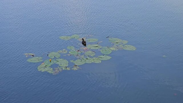 Common Moorhen Standing on Floating Lily Pads in a Tranquil Pond at  Canal de la De&ucirc;le in Lille, France 