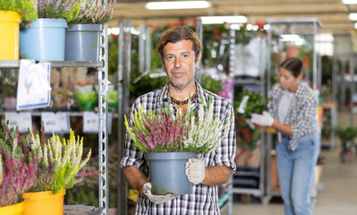 Positive experienced garden store salesman arranging and checking blooming heather in pots with colorful white and mauve flowers © JackF