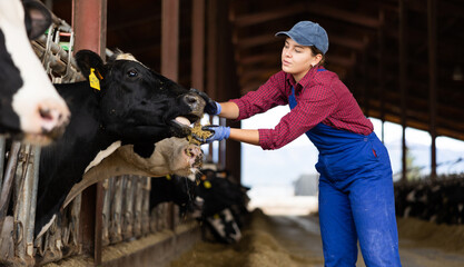 Farmer woman feeds cows in cowshed at dairy cow farm