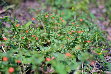 Small red flowers close up in the grass