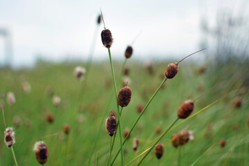Mini reeds in a swamp close-up
