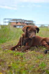 Young brown dog on the grass