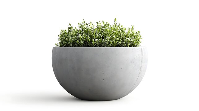 Rounded Concrete Planter with Boxwood on White / 白背景に置いたボックスウッドの丸いコンクリート製プランター