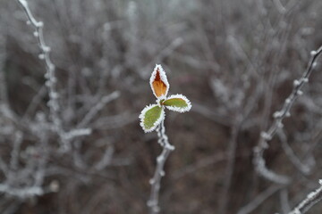 Nazwy oryginalne: Yellow-orange and green leaves are covered with white hoarfrost on a background...