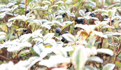  Black berries covered with white hoarfrost grow on a bush with green leaves that are also covered with white hoarfrost.