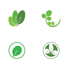 moringa leaves icon vector illustration template design