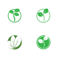 moringa leaves icon vector illustration template design