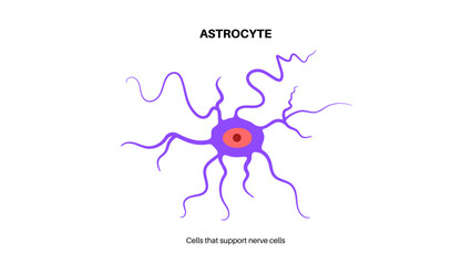 Astrocyte star cells