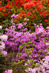 Fototapeta premium The park bursts with color in spring, as vibrant rhododendron and azalea bushes bloom with a stunning array of hues.