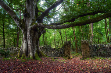 Old oak at the old gates © Artiom